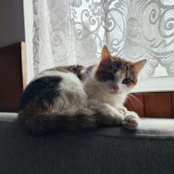 Xiaomi 12T Pro - hlavní fotoaparát, špatné světelné podmínky, automatika