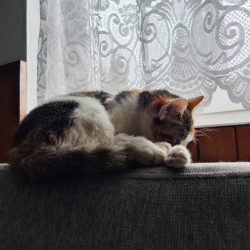 Xiaomi 12 Pro - hlavní fotoaparát, špatné světelné podmínky, automatika