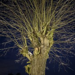 Xiaomi 12T Pro - hlavní fotoaparát, ve tmě, noční režim