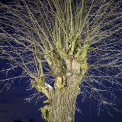 Xiaomi 12 Pro - hlavní fotoaparát, ve tmě, noční režim