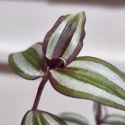 Xiaomi 12T Pro - 2x digitální zoom