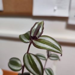 Xiaomi 12T Pro - hlavní fotoaparát