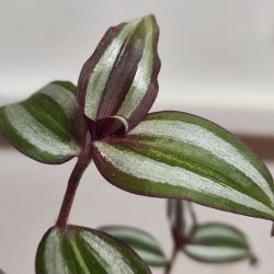 Xiaomi 12 Pro - 2x optický zoom