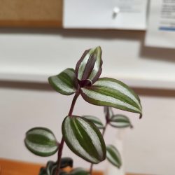 Xiaomi 12 Pro - hlavní fotoaparát