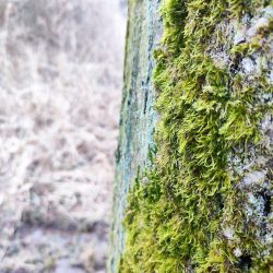 Hlavní fotoaparát, Xiaomi 12 Pro