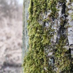 Hlavní fotoaparát, Vivo X90 Pro