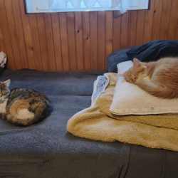 Vyfoceno mobilem Vivo X90 Pro