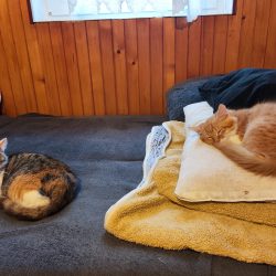 Vyfoceno mobilem Xiaomi 12 Pro