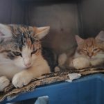 Špatné světlo, hlavní fotoaparát, automatika