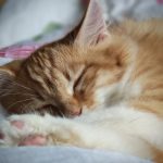 Portrétní režim s rozostřeným pozadím, hlavní fotoaparát