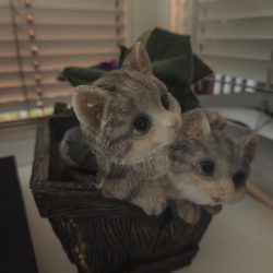 Hlavní fotoaparát, noční režim