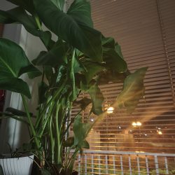 Hlavní fotoaparát, noční režim