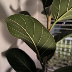 Hlavní fotoaparát, špatné světlo, noční režim