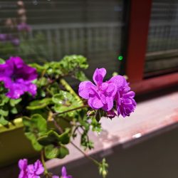 Vivo X90 Pro - noční režim