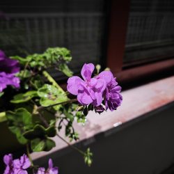 Xiaomi 13 Pro - noční režim