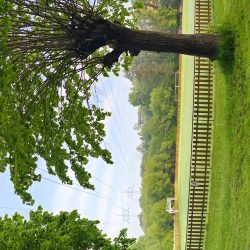 Vivo X90 Pro - panorama