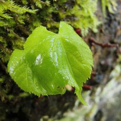 Vivo X90 Pro - horší světlo, lesklý povrch