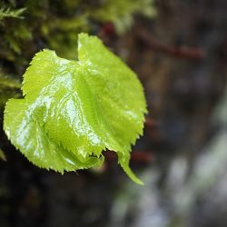 Xiaomi 13 Pro - horší světlo, lesklý povrch