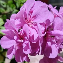 2x zoom, špatné světlo, noční režim