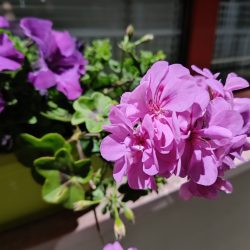 Hlavní fotoaparát, špatné světlo, noční režim