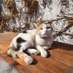 Ultraširokoúhlý fotoaparát