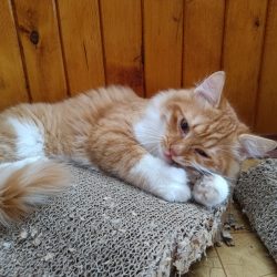 Hlavní fotoaparát v pohybu