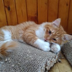 Hlavní fotoaparát v pohybu