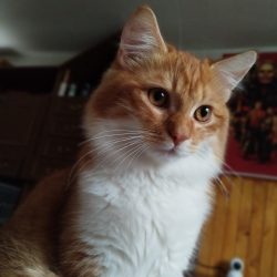 Portrétní režim s rozmazaným pozadím