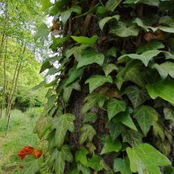 Ultraširokoúhlý fotoaparát