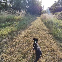 Ultraširokoúhlý fotoaparát, protisvětlo