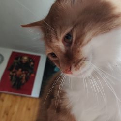 Hlavní fotoaparát, v šeru