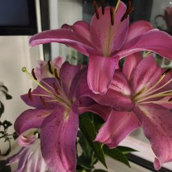 Hlavní fotoaparát, špatné světlo, noční režim