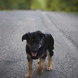 S funkcí Rozostření objektivu v bezplatné aplikaci Snapseed