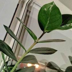 Noční režim, hlavní fotoaparát