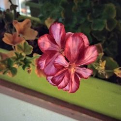 Noční režim, hlavní fotoaparát