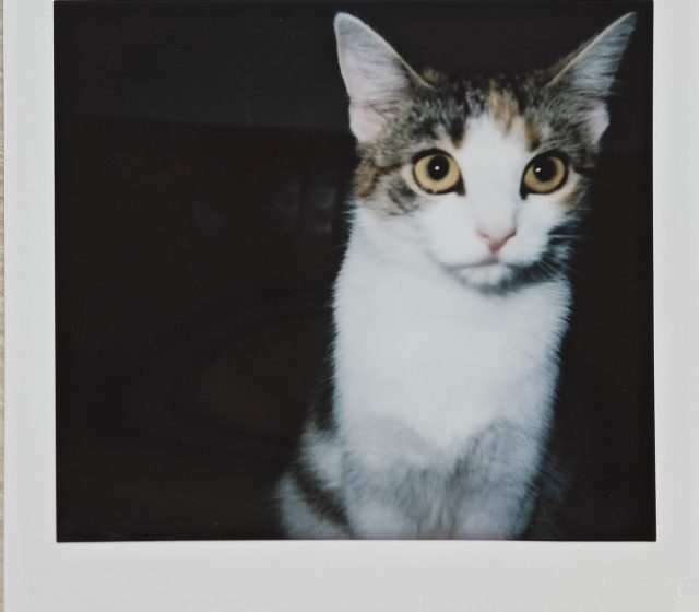 Fotky naskenovaná aplikací fotoaparátu