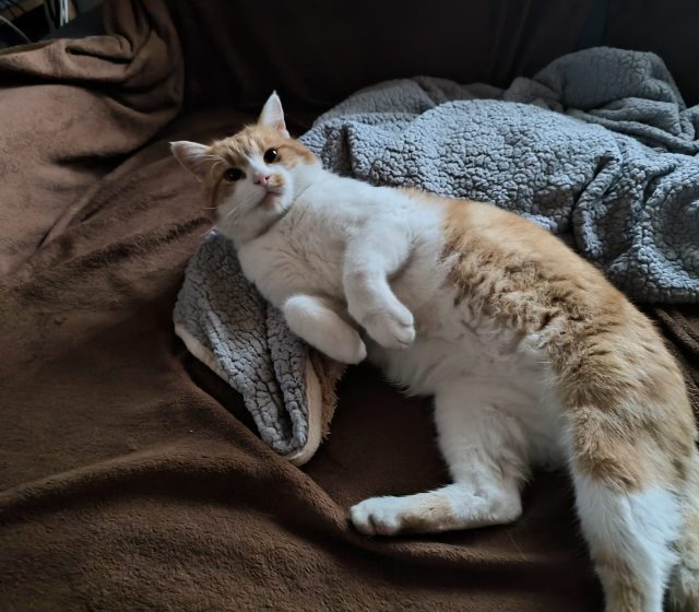 Hlavní fotoaparát, noční režim