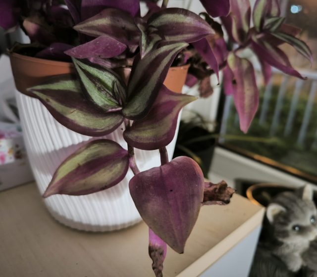 Hlavní fotoaparát, noční režim