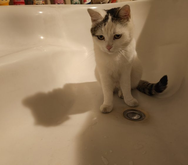 Hlavní fotoaparát, bez nočního režimu