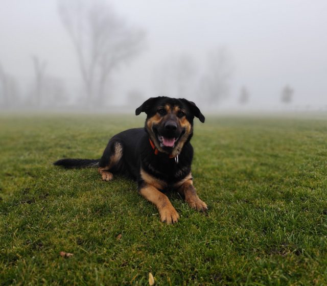 Portrétní režim v mlze