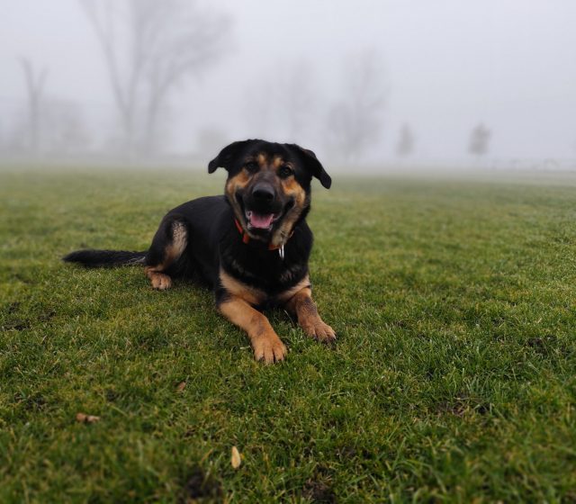 Portrétní režim v mlze