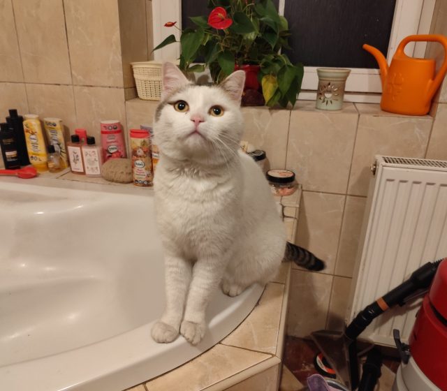 Hlavní fotoaparát, světlo nebylo úplně ideální