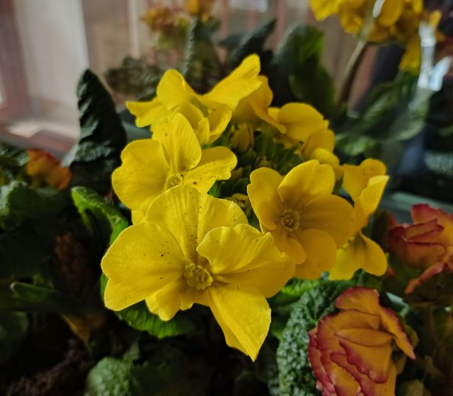 Velmi špatné světelné podmínky, noční režim