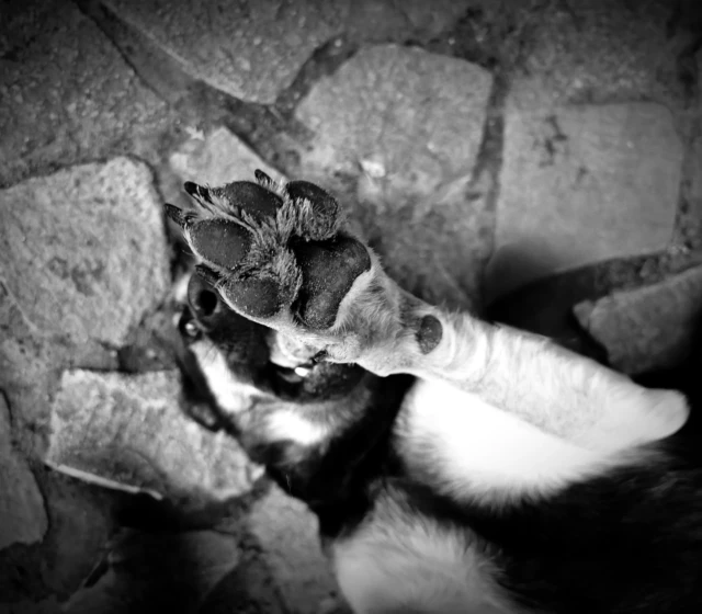 V tomto snímku jsme pomocí AI funkcí odstranil mou nohu vlevo a hračku vpravo vedle psa. Použit bvl následně filtr Leica BW HC a vinětace. V dalším snímku můžete vidět fotku před úpravou.