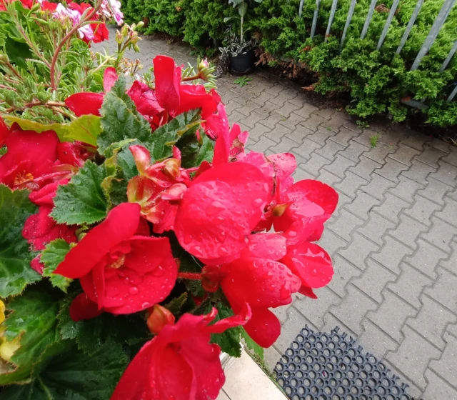 Ultraširokoúhlý fotoaparát